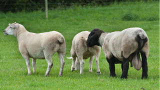 What are the benefits of raddling rams for the breeding season?
