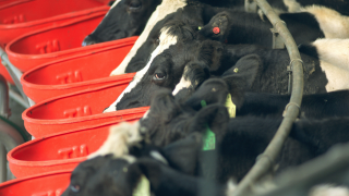 Who should consider selective dry cow therapy and why?