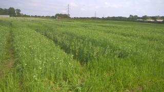 New research to trial crop mixtures for improved sustainability