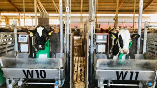 Fight to ban GM feed imports in EU labelled ‘scaremongering’