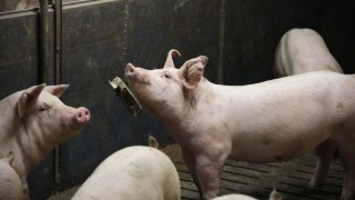 ASF spread continues in South Korea despite containment measures