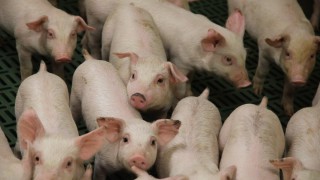 Pig herd to be more efficient after ASF, but consumption down