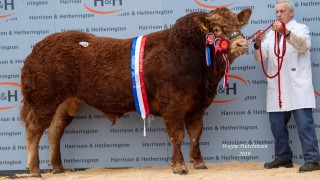 Ampertaine Opportunity tops Limousin bull trade at Carlisle at 40,000gns