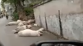Graphic: Video shows extent of ASF in rural Chinese village