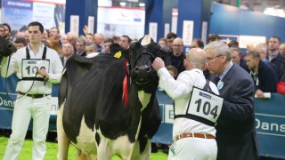 Entries now open for Royal Ulster Winter Fair