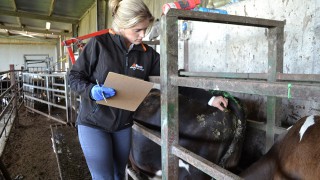 Body condition score: Are your cows on track for drying off?