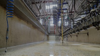 Research shows the effectiveness of selective dry cow therapy