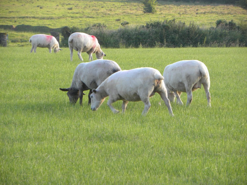 NSA To Expand Field Days After Successful First Event Agriland co uk