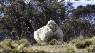 ‘Chris’ the record-breaking sheep dies