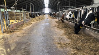 Dairy focus: A glimpse of how the other half lives in the Netherlands