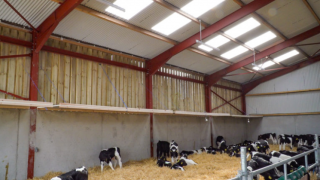 Video: Important factors to consider when it comes to calf accommodation