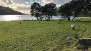 Sheep Conference 2019: ‘Future-Proofing your Sheep Enterprise’ starts today