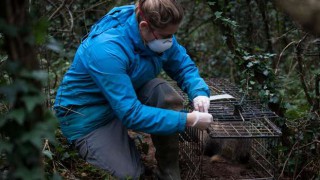 UK study claims badger cull survivors roam over greater areas