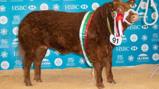 £10,800 Limousin-cross ‘Rizzo’ leads 2019 Welsh Winter Fair