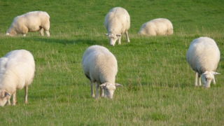 It’s soon time to start scanning early-lambing flocks