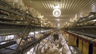 ‘Combi’ barns banned in new higher British Lion welfare standards