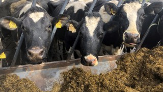 Dairy advice: Achieving body condition score targets by calving