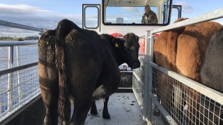 New custom-made ‘cot’ to carry livestock between islands on Lower Lough Erne