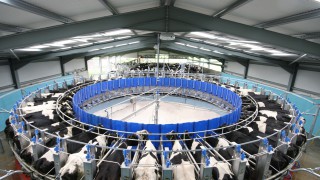 GDT hits 5 increases on the bounce in latest auction