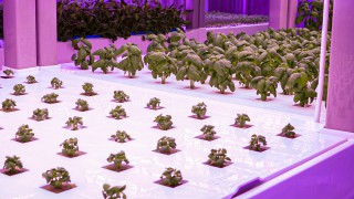 Watch: 5ac of greens in 55m²? No imports…hyper-local food