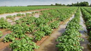 Despite the rain, British potato harvest is 89% complete