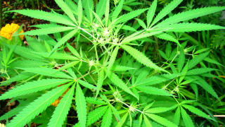 Hemp production programme established in the US