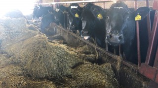 Dairy advice: Feeding minerals and treating parasites