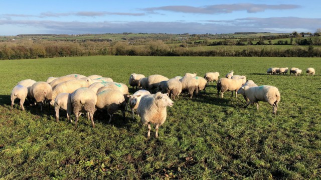 sheep worrying