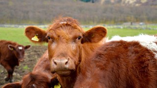 Spring-calving warning: Farmers advised to consider delaying weaning