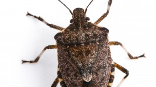 Winning projects announced to tackle key pests and diseases