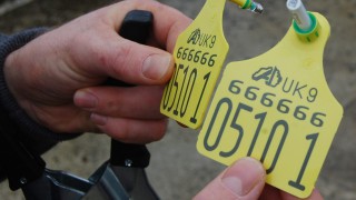 427 BVD positive cattle recorded in Northern Ireland in November