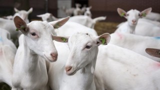 First case of CAE goat disease discovered in Northern Ireland