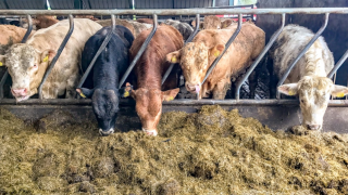 Chinese protein deficit presents opportunities for beef – commission