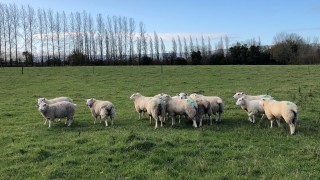 What weight should I be drafting my lambs at?