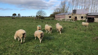 Options for finishing store lambs