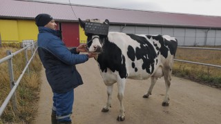 Cows tested with VR glasses to ‘improve mood’ of herd