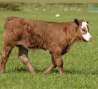 Scottish Suckler Beef Support Scheme deadline approaching