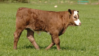 Scottish Suckler Beef Support Scheme deadline approaching