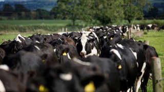 Dairy conference: How we can reduce the emissions from 100,000 dairy cows…