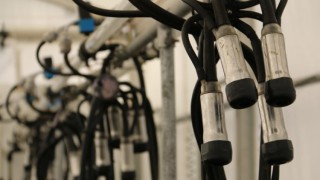 Top NI dairy advisor calls for move to milk solids based pricing