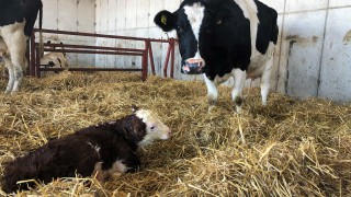 Comparison: Bottle feeding vs. stomach tubing colostrum