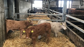 Should I vaccinate my suckler cows against calf scour?