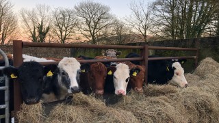 Irish beef prices 44c/kg behind Northern Ireland