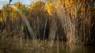 Miscanthus farm walk to showcase crop on flooded land