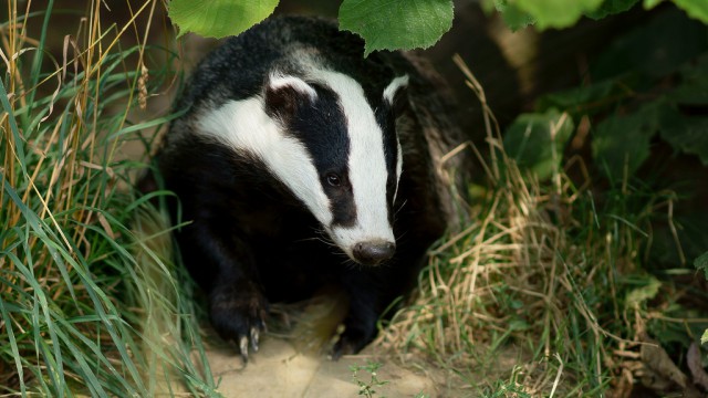 badger