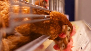 Avian flu confirmed at 27,000-bird Suffolk poultry farm