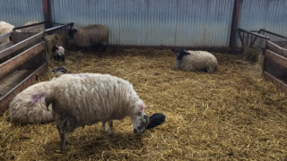 Sheep advice: Time to stock up on lambing essentials