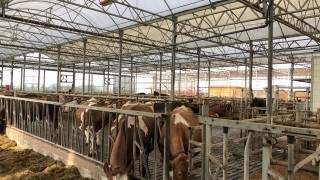 Dairy throwback: Keeping labour to a minimum and automation to a maximum