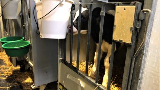 Pics: Efficient ways of heating and defrosting colostrum in spring 2020
