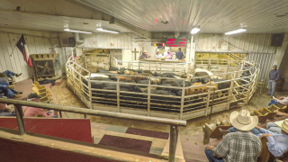 Revisited: How a US mart selling up to 110,000 head annually operates